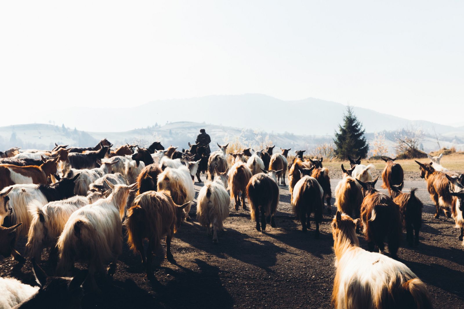 Aquí la Tierra - Las cabreras, un relevo generacional en peligro de extinción