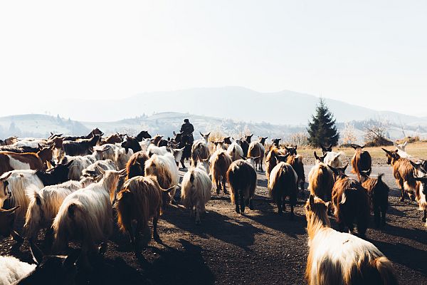 Aquí la Tierra - Las cabreras, un relevo generacional en peligro de extinción