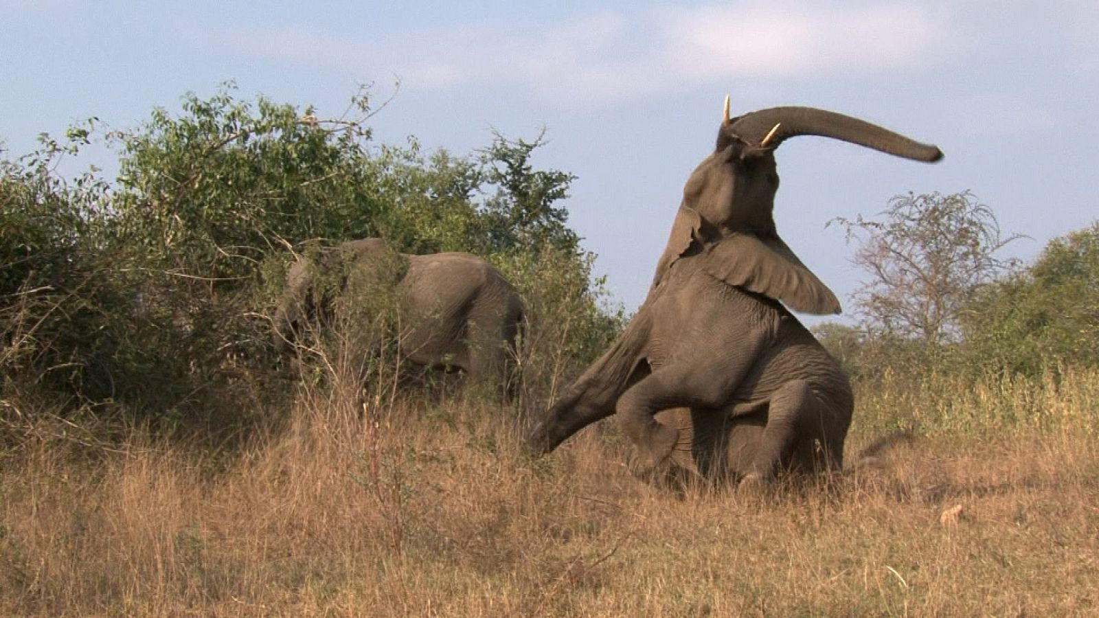 Somos documentales - El test de la sabana - ver ahora