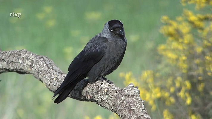 ¡Qué animal! - Tabernas (Almería)