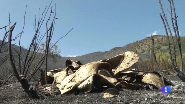 L'Informatiu - Estabilitzat l'incendi de Llançà