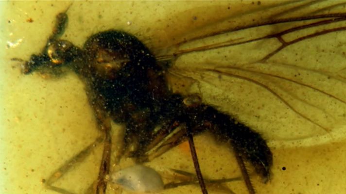 Telediario 1 - Un yacimiento de ámbar en Teruel conserva la historia