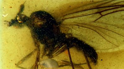 Un yacimiento de �mbar en Teruel conserva la historia natural de 100 millones de a�os