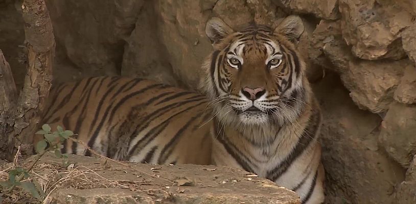 Comando Actualidad - Zoo del Parque Natural de los Alcornocales
