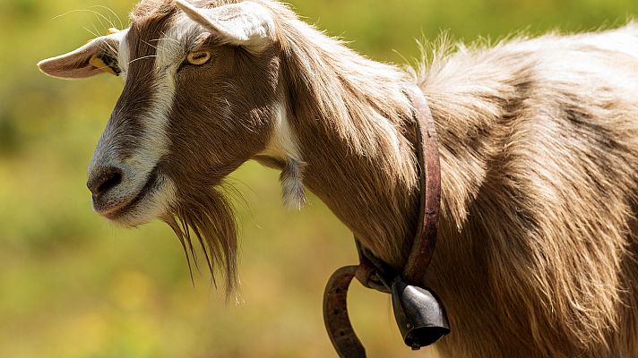 Aquí la Tierra - Una orquesta de lo más animal