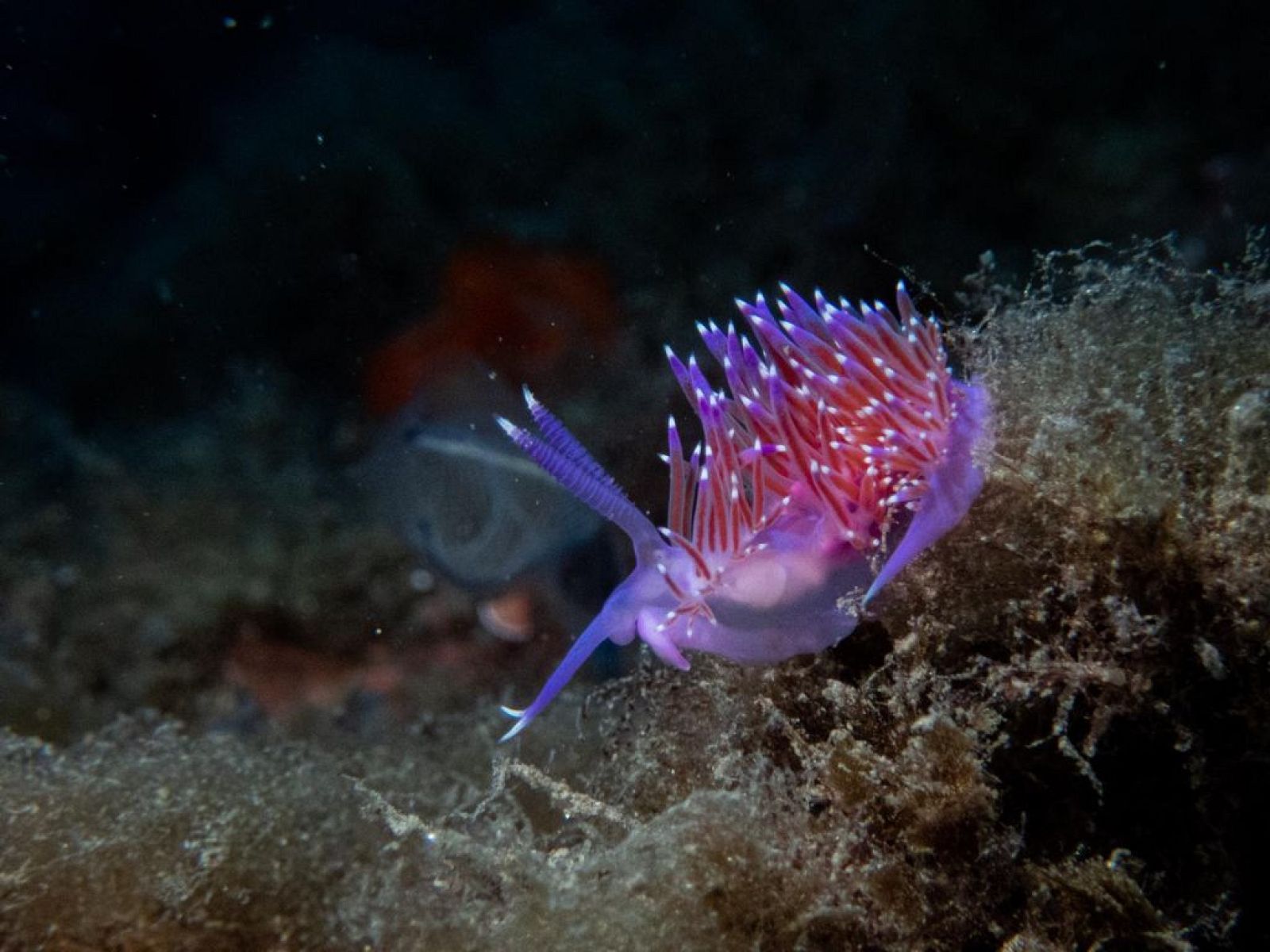 España Directo - La Herradura, un paraíso para el buceo en Granada