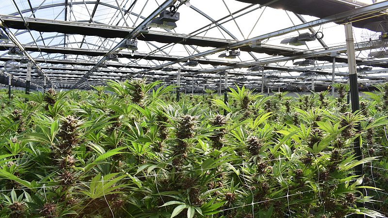 La fiebre del 'oro verde' en Estados Unidos: ¿hacia la legalización nacional del cannabis?