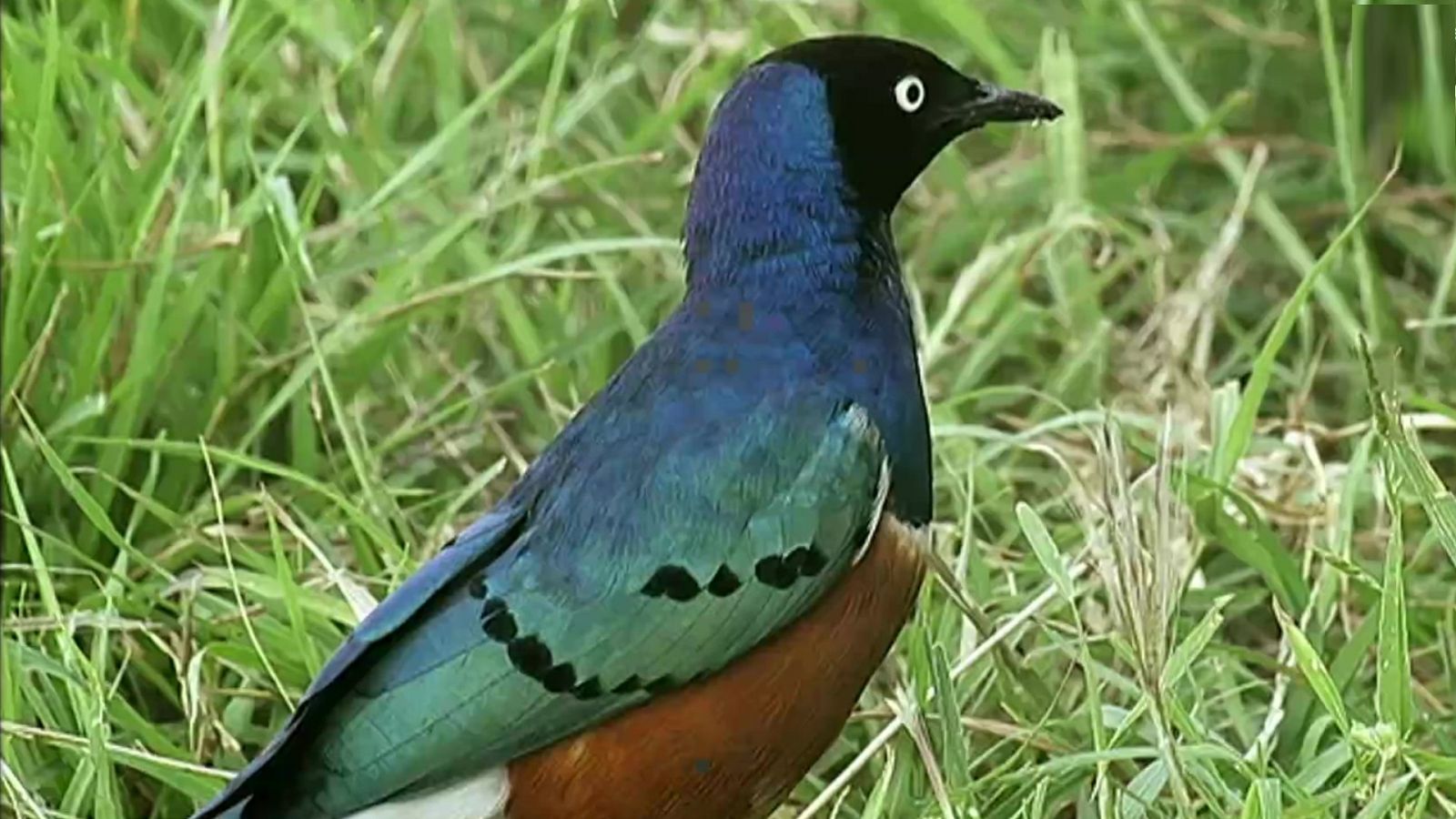 Historias naturales - Comer para vivir - ver ahora