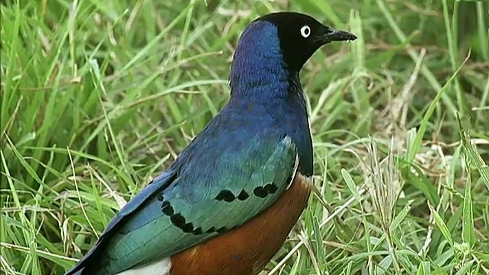 Historias naturales - Comer para vivir