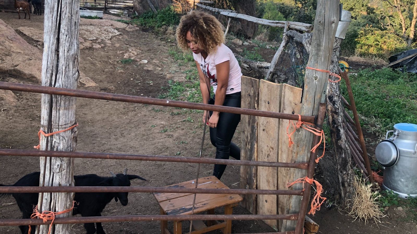 Ordeñar 10 cabras en 10 minutos - España Directo | Ver
