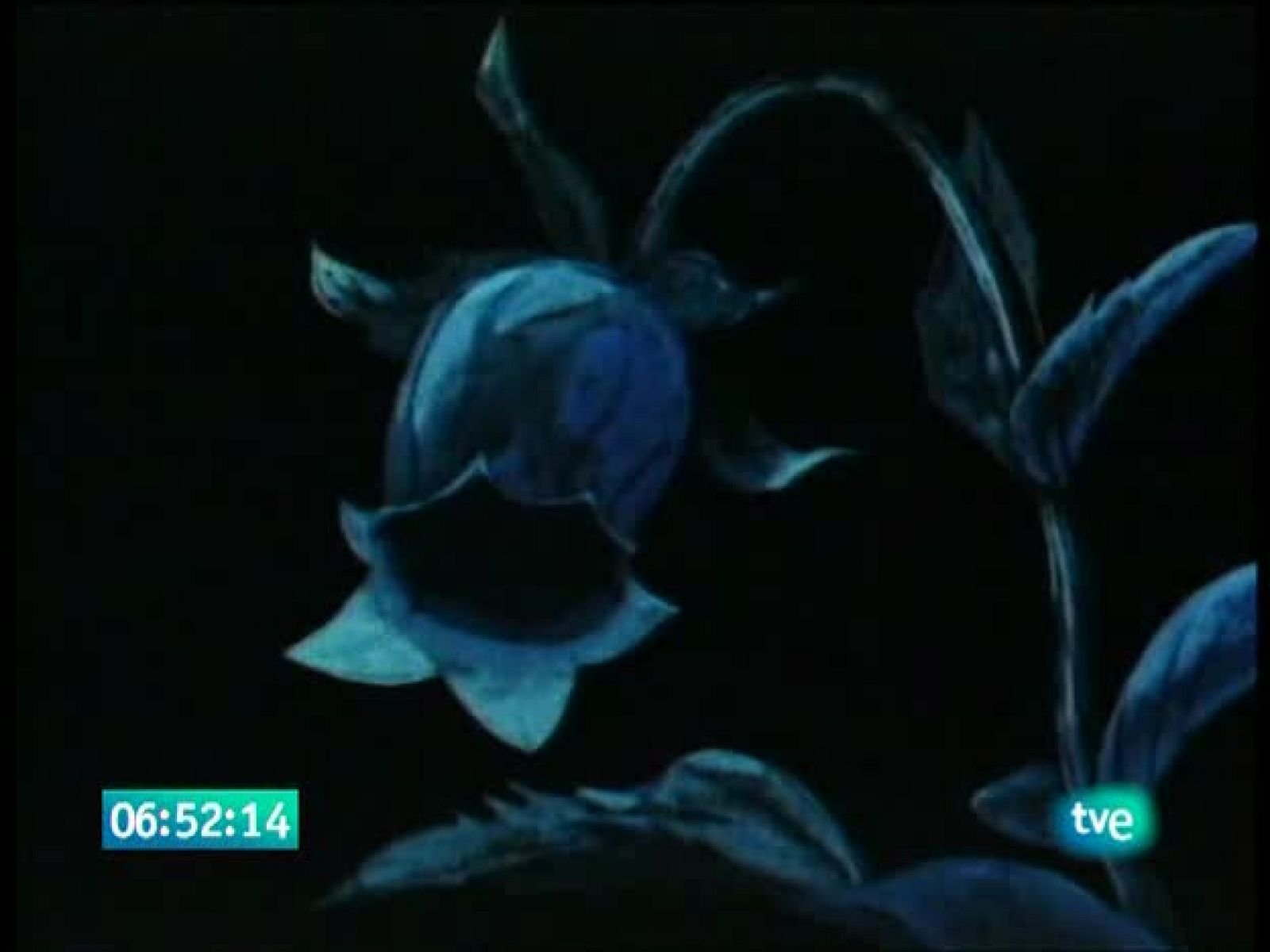 La abeja Maya - La Abeja Maya | Ver