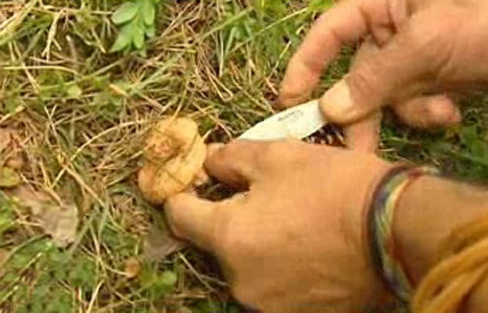 España Directo - Una salida al paro | Ver