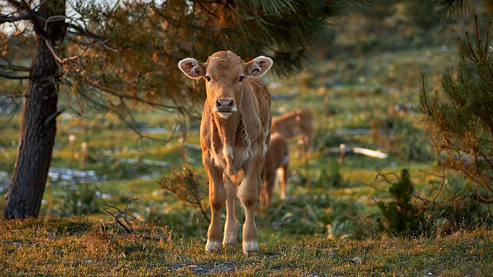 Aquí la Tierra - ¿Cómo saber si un ternerito está constipado? ¡Te lo contamos