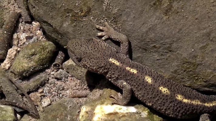 ¡Qué animal! - Ordesa y el Monte Perdido (Huesca)
