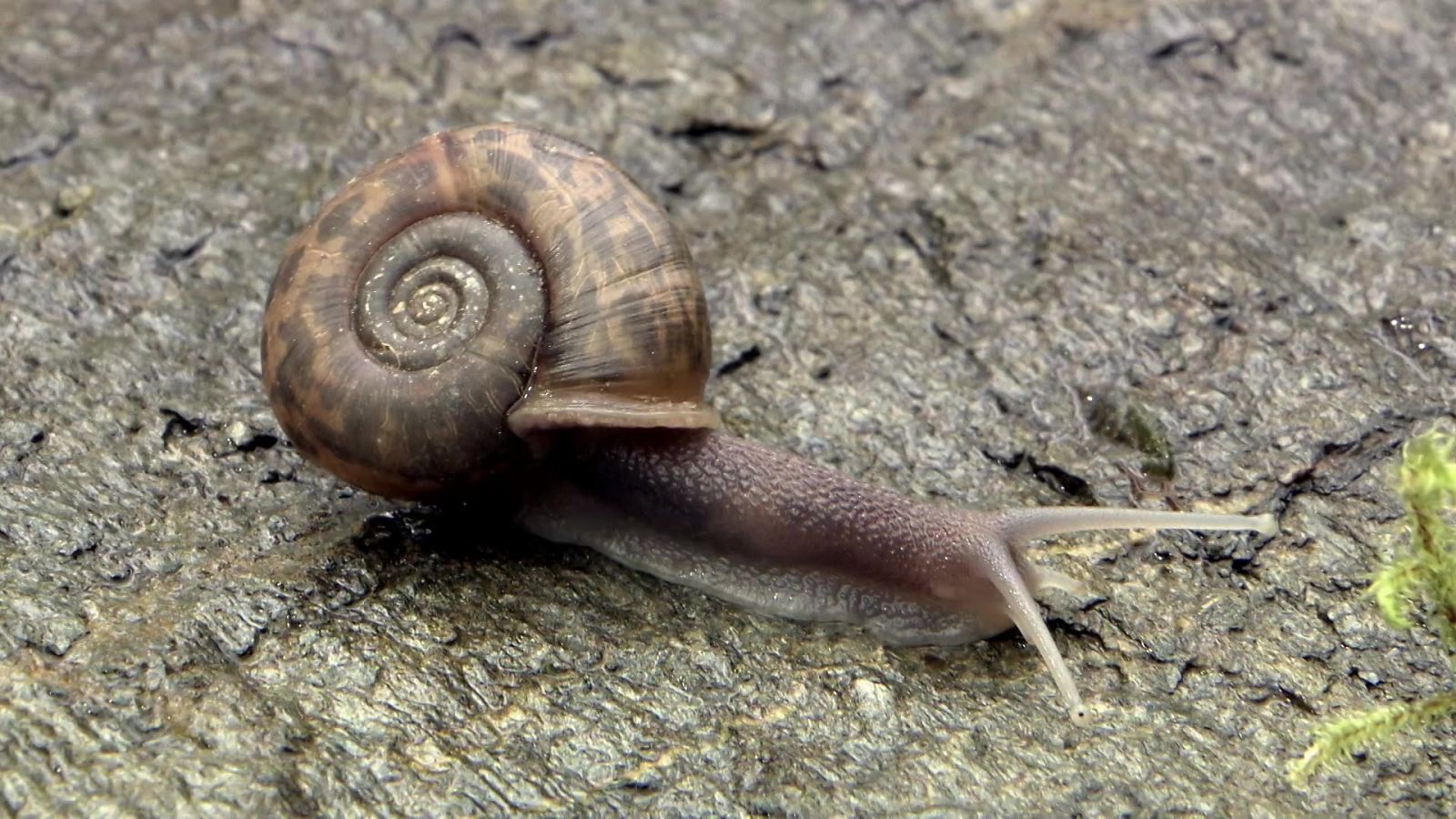 ¡Qué animal! - Fragas do Eume (A Coruña)  - ver ahora