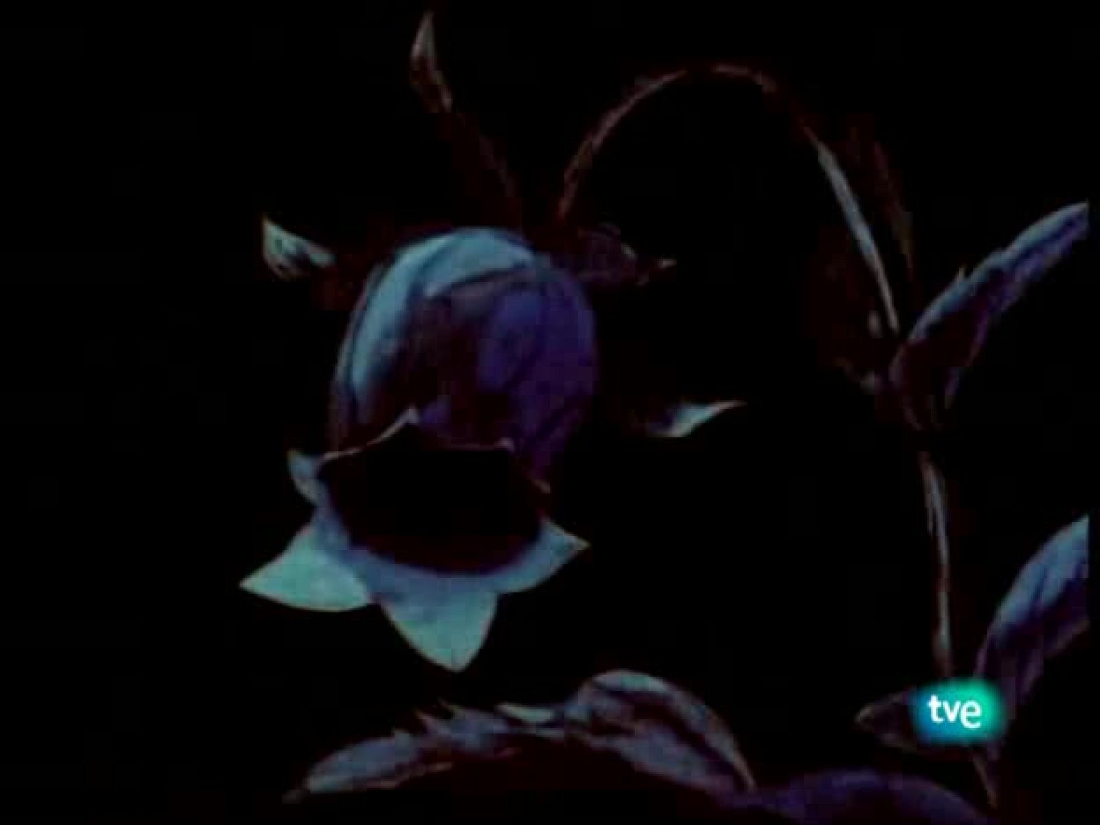 La abeja Maya - La Abeja Maya | Ver