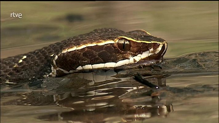 Historias naturales - Mentir para vivir