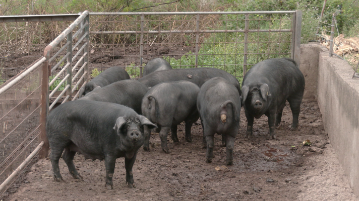 Aquí la Tierra - ¡Conoce al cochino negro de Tenerife!