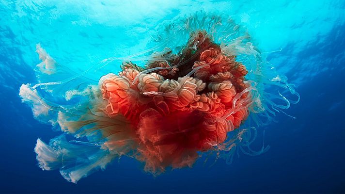 Planeta azul 2 - El Gran Azul