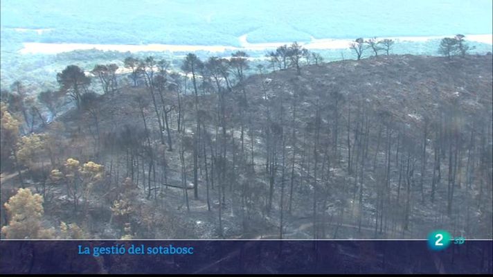 L'Informatiu - A Catalunya el 80% dels boscos  estan abandonats