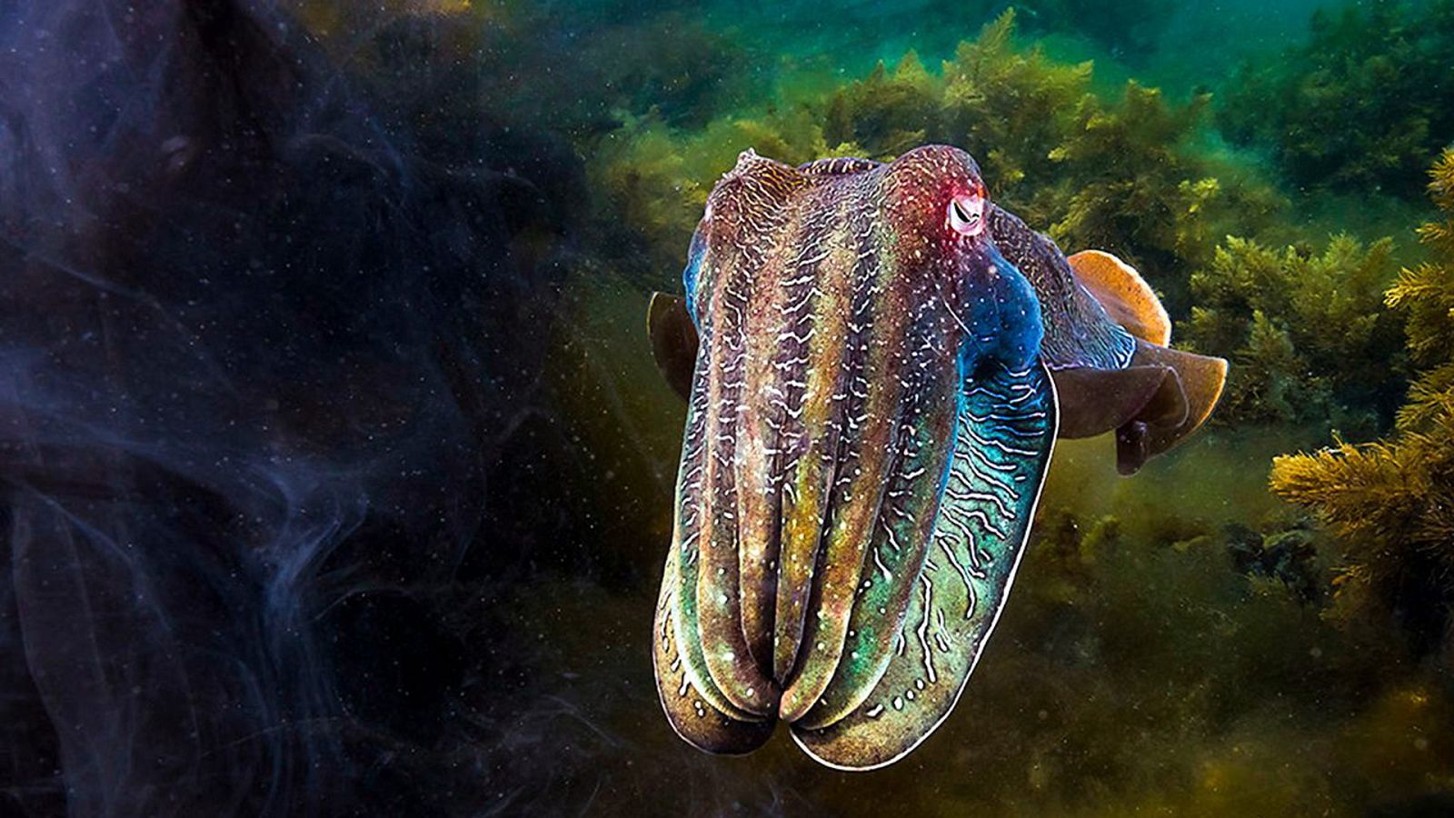 Planeta azul 2 - Episodio 5: Bosques submarinos - ver ahora