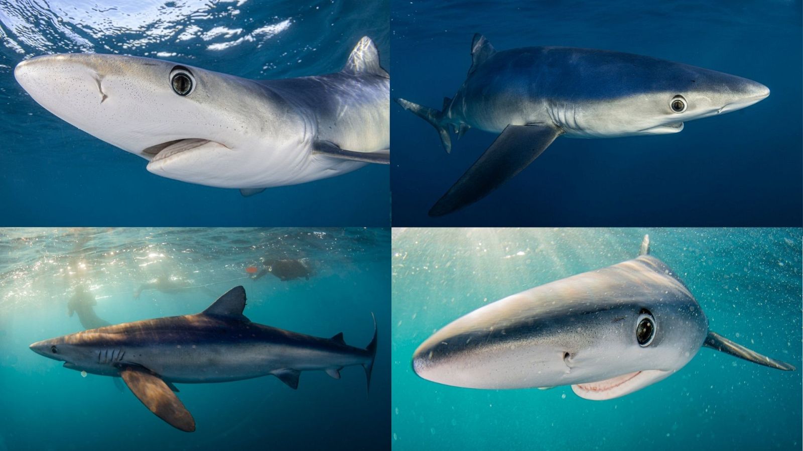 Nadar con tiburones en Vizcaya - España Directo | Ver