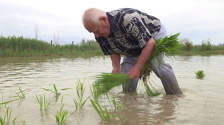 Comando Actualidad - El cultivo del arroz en el Delta del Ebro