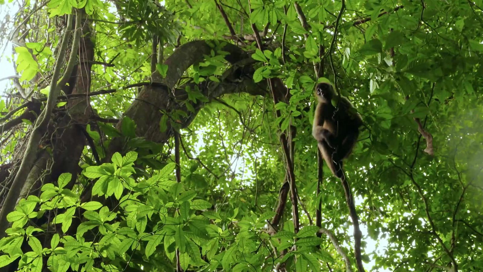 Planeta selva - Episodio 26: El último bosque. Epílogo - ver ahora