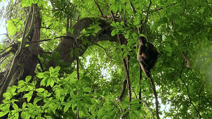 Planeta selva - El último bosque. Epílogo