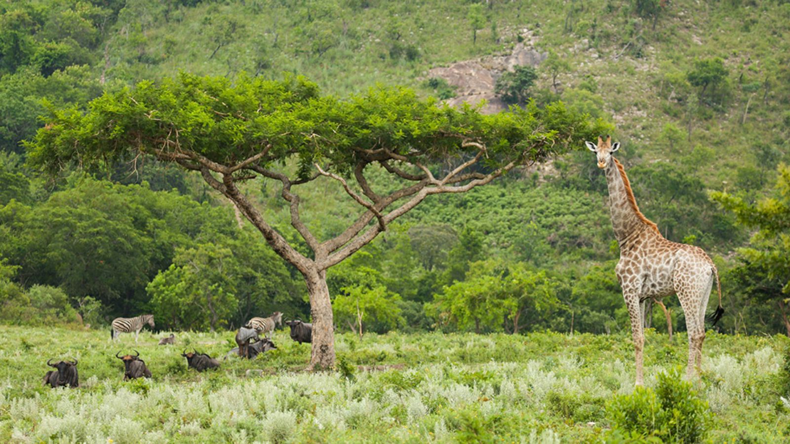 Somos documentales - Proteger bajo el fuego - Ver ahora