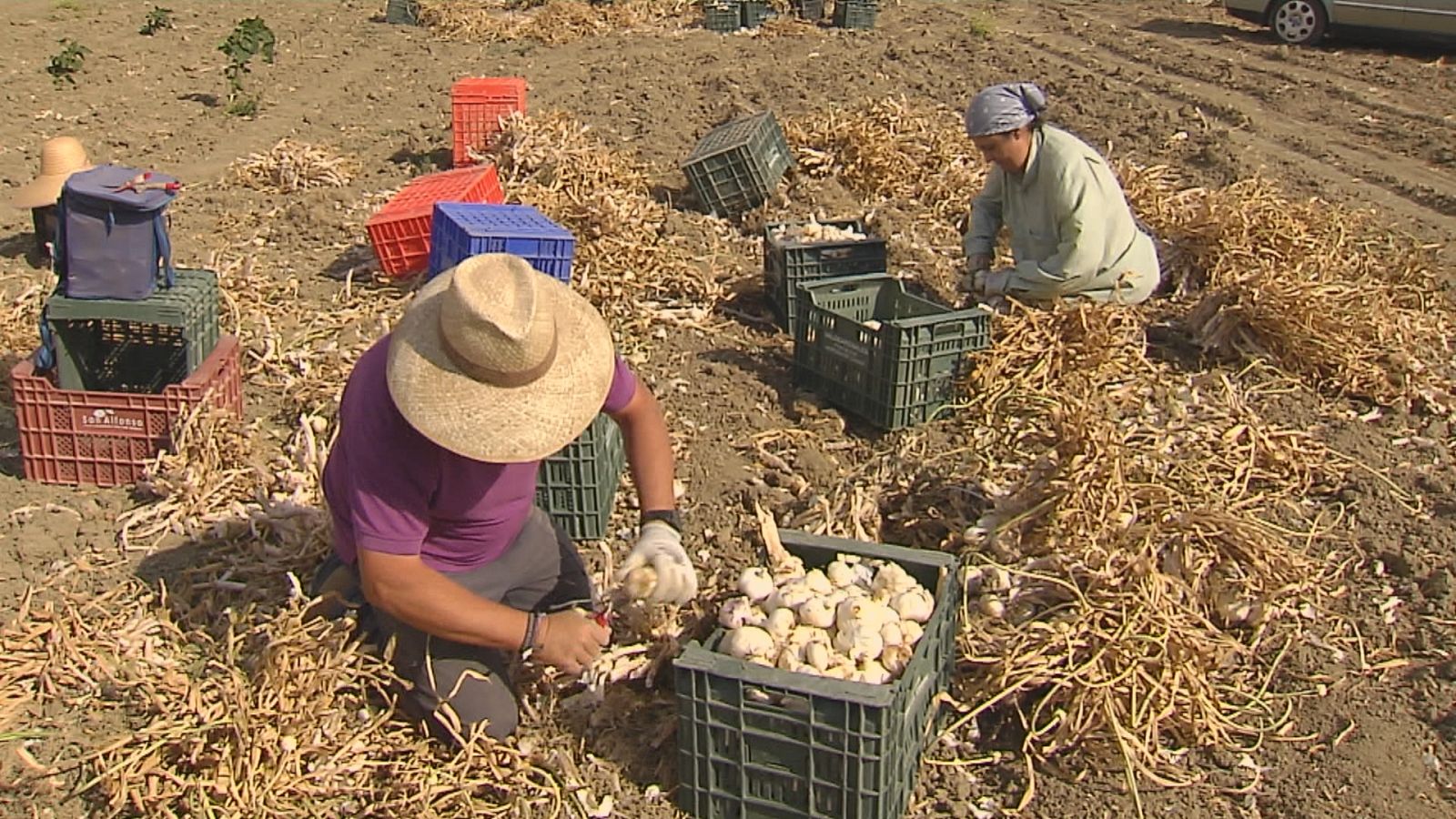 Agrosfera - 31/07/21 - ver ahora