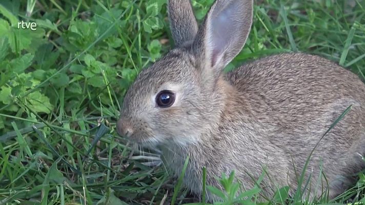 ¡Qué animal! - Sierra de Guadarrama (Madrid)