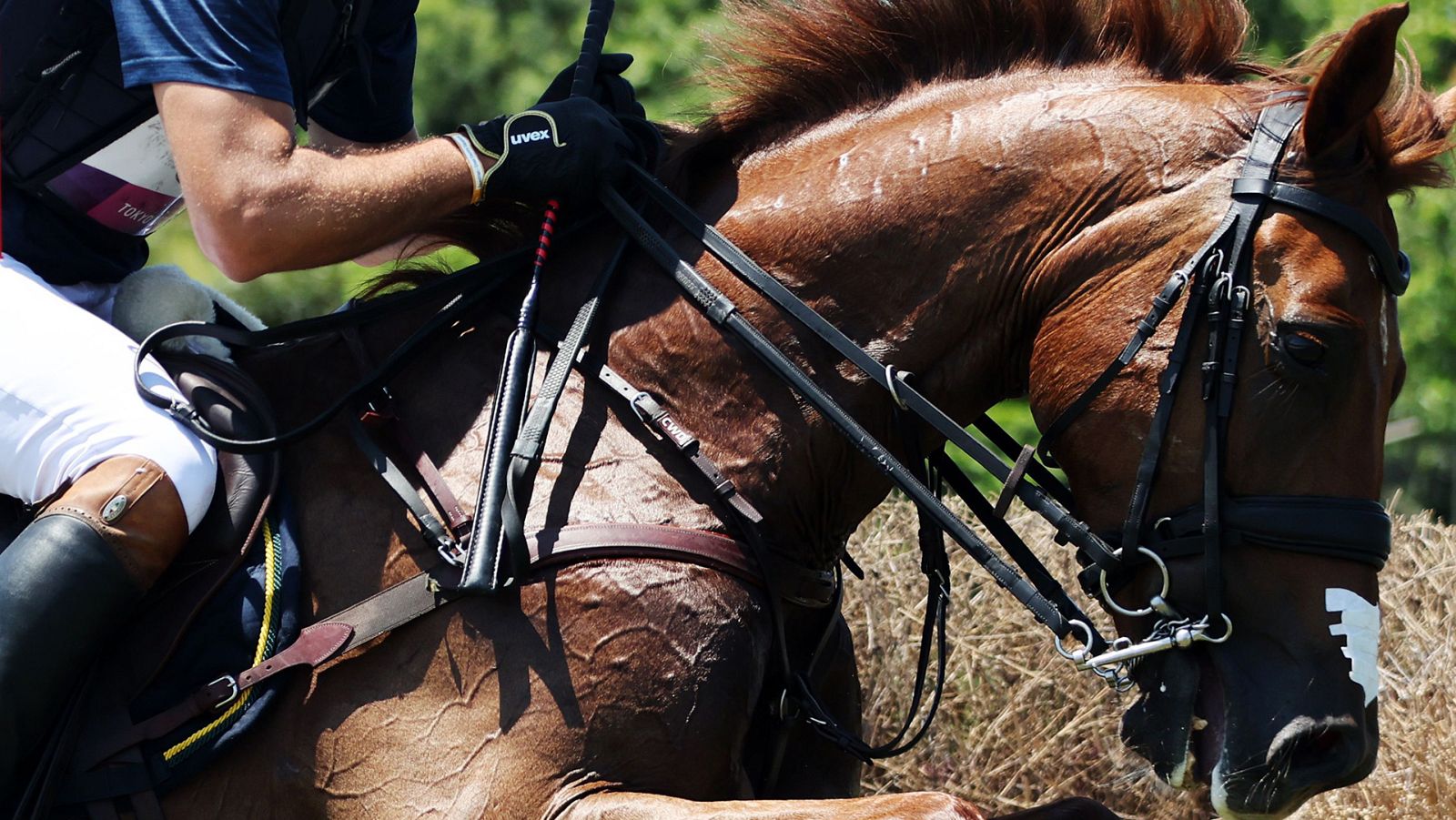 Tokyo 2020 - Hípica: Cross country. Concurso completo individual - Ver ahora