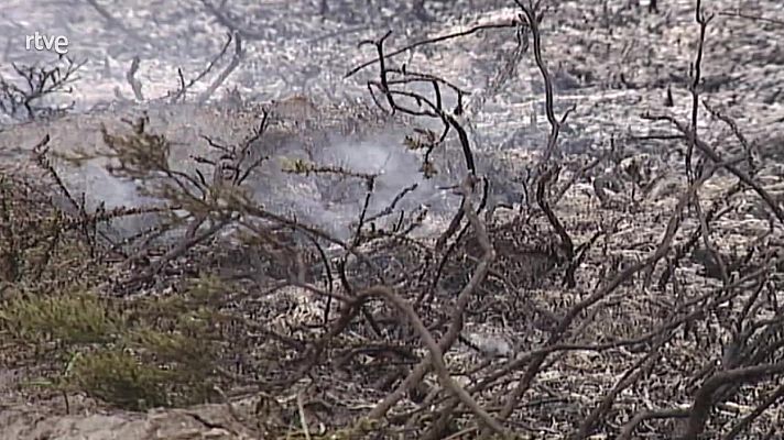 El bosque protector - Desertificación, un problema global