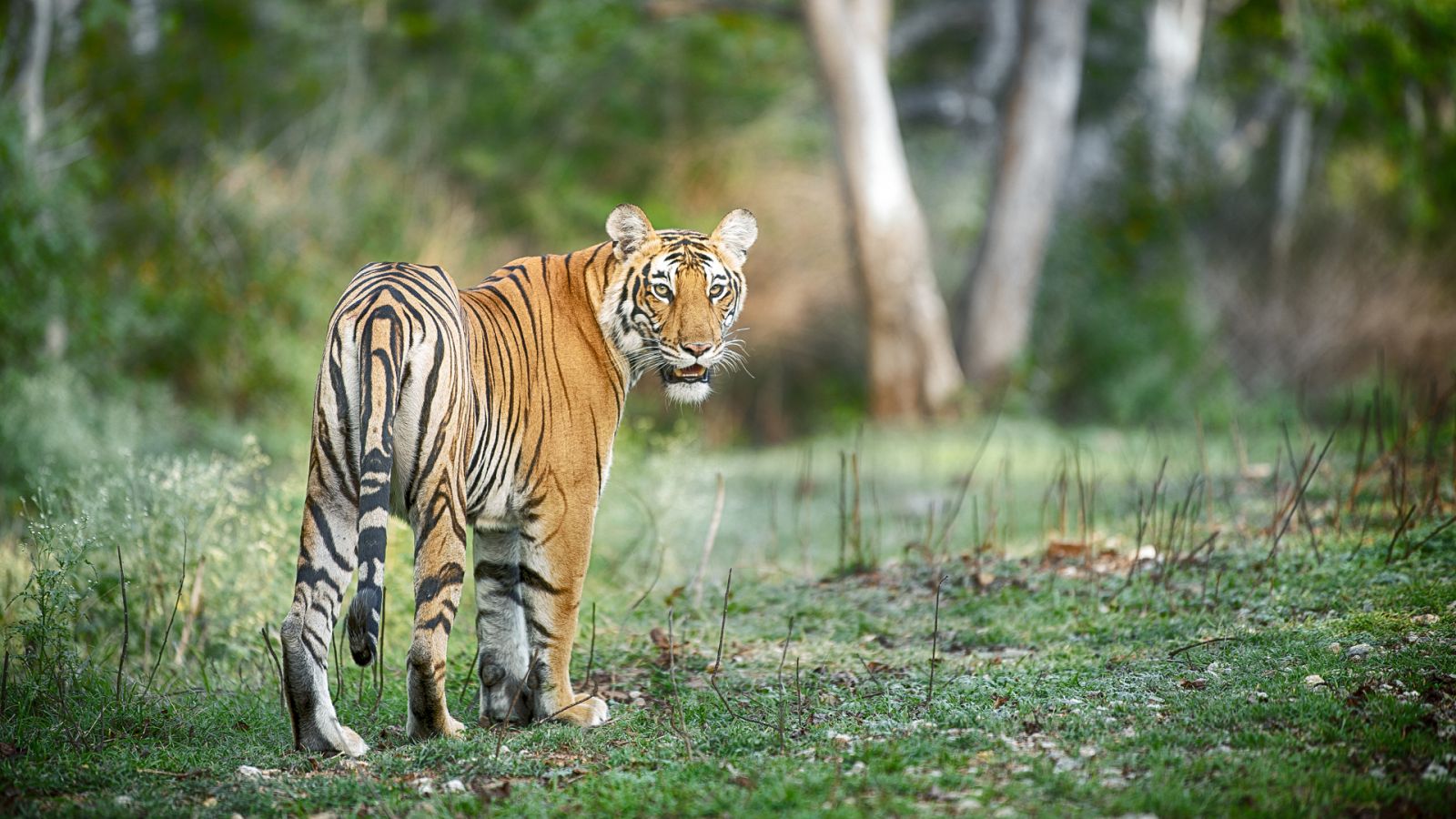 Somos documentales - El salvaje Karnataka de la India - ver ahora