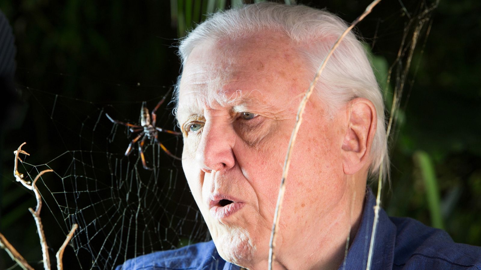 Micro monstruos - Episodio 1: Conflicto - ver ahora