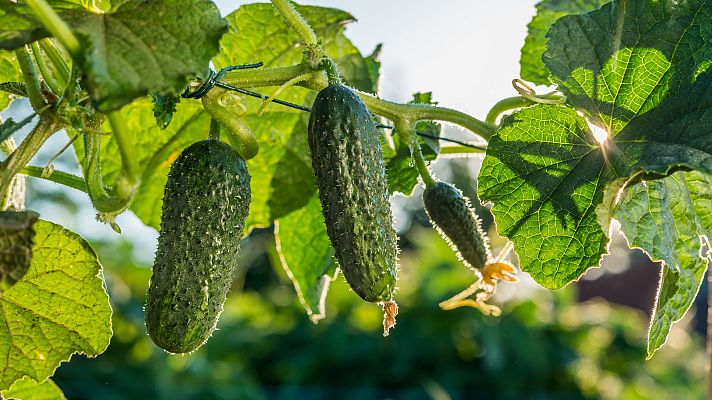 Aquí la Tierra - Al cultivo del pepino (y trucos para comerlos)