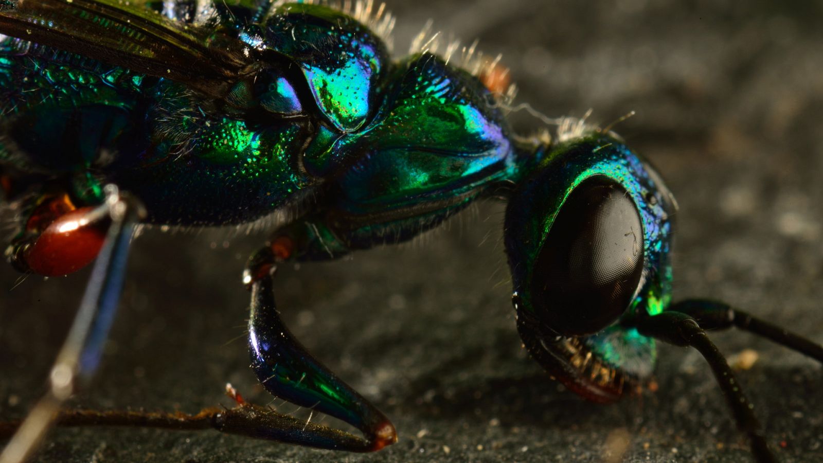 Micro monstruos - Episodio 2: El cortejo - ver ahora