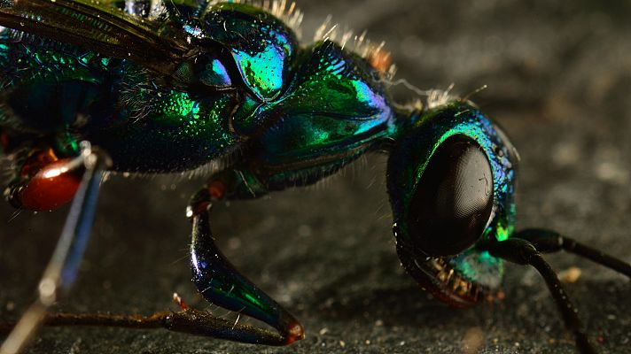 Micro monstruos - El cortejo