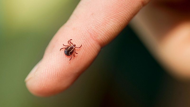 Lyme, la enfermedad infecciosa que puede transmitir la picadura de garrapata | Ver