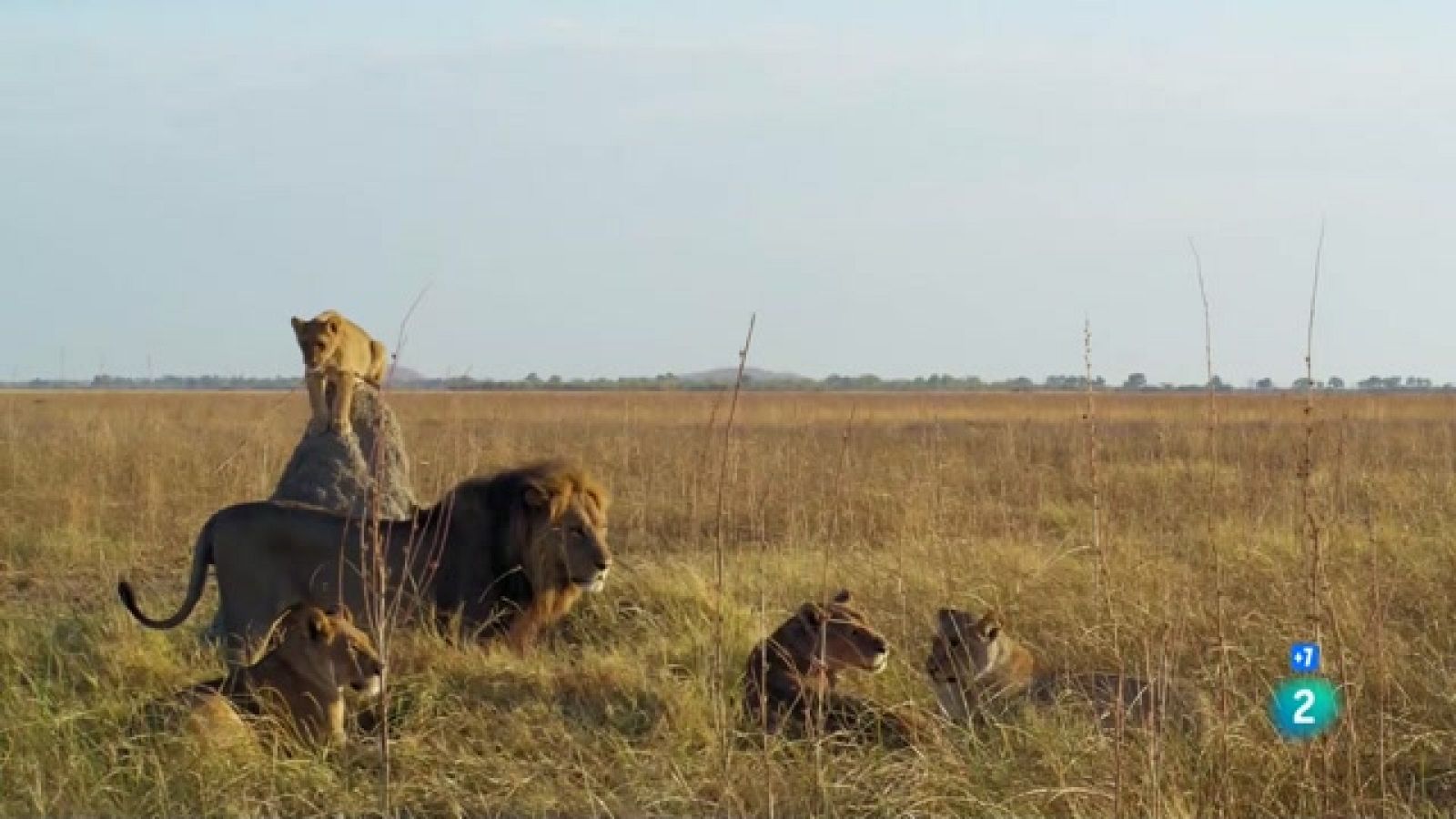 Grans documentals - Rebel·lió en el regne salvatge - Regne de traïdors