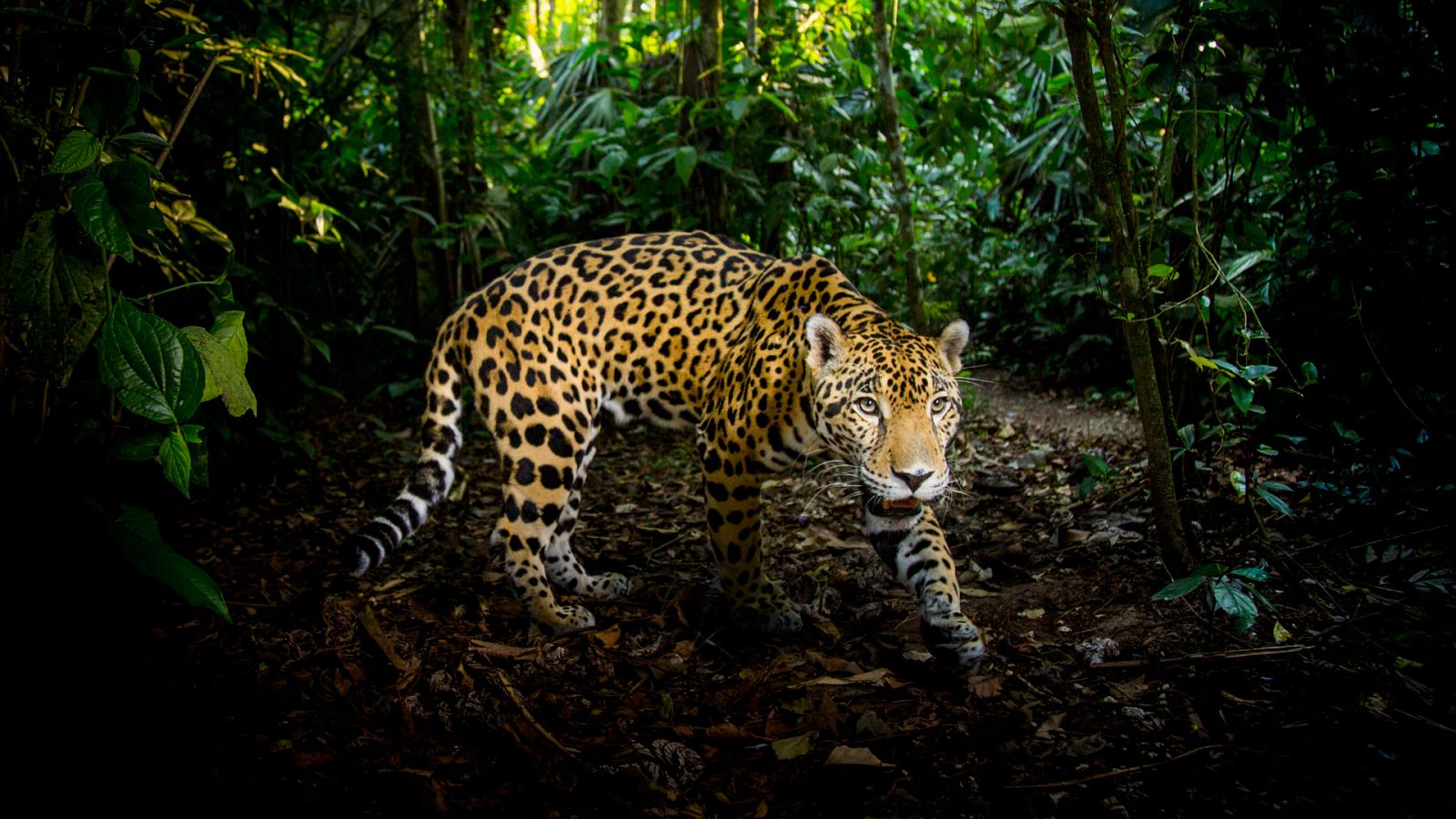 Felinos - Episodio 2 - ver ahora