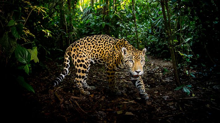 Felinos - Episodio 2