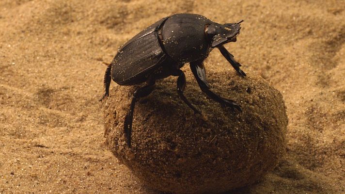 Micro monstruos - La familia