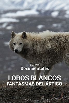 Lobos blancos, fantasmas del Ártico