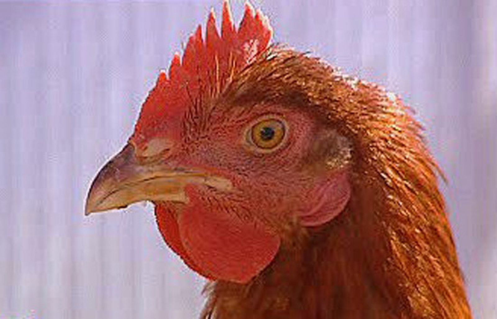 España Directo - Gallinas de alquiler | Ver