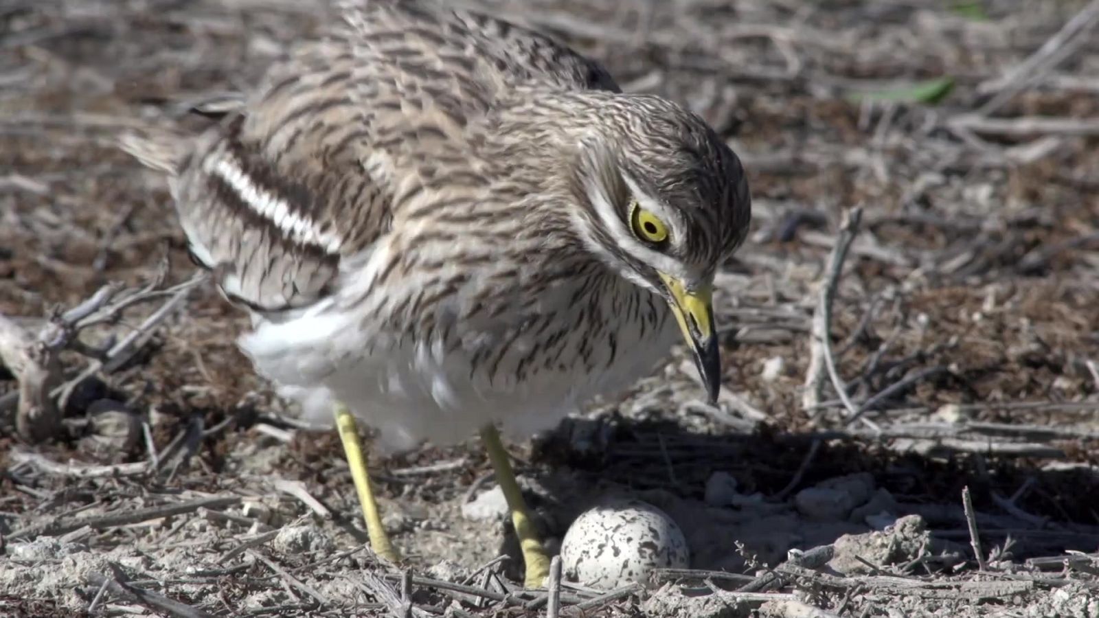 ¡Qué animal! - Episodio 7: Bardenas Reales (Navarra) - ver ahora