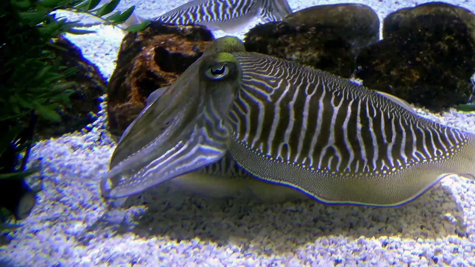 ¡Qué animal! - Episodio 8: Mallorca (Islas Baleares) - ver ahora