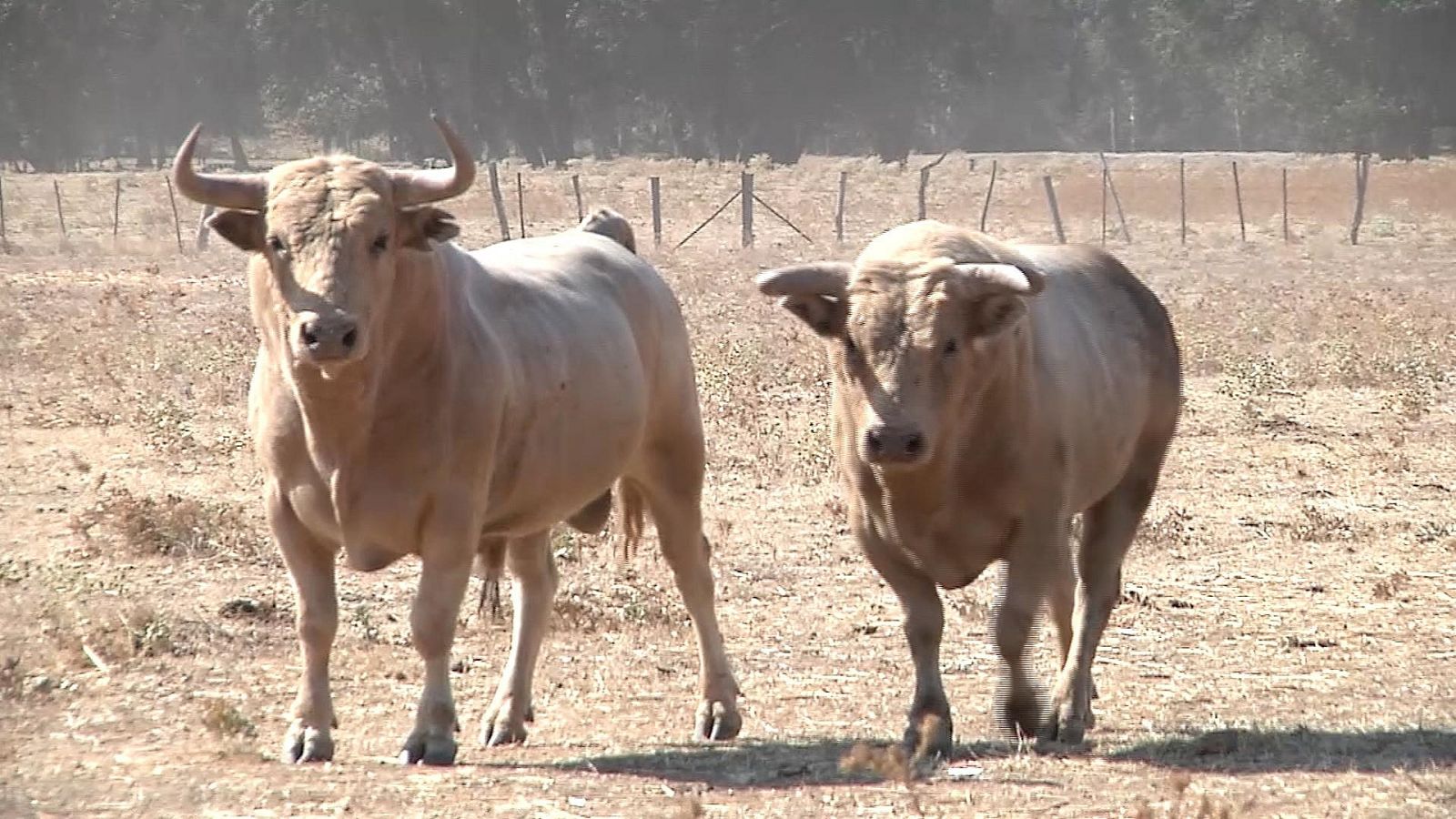 Tendido cero - 07/08/21 - ver ahora