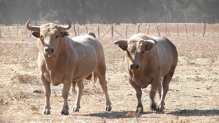 Tendido cero - Tendido cero - 07/08/21